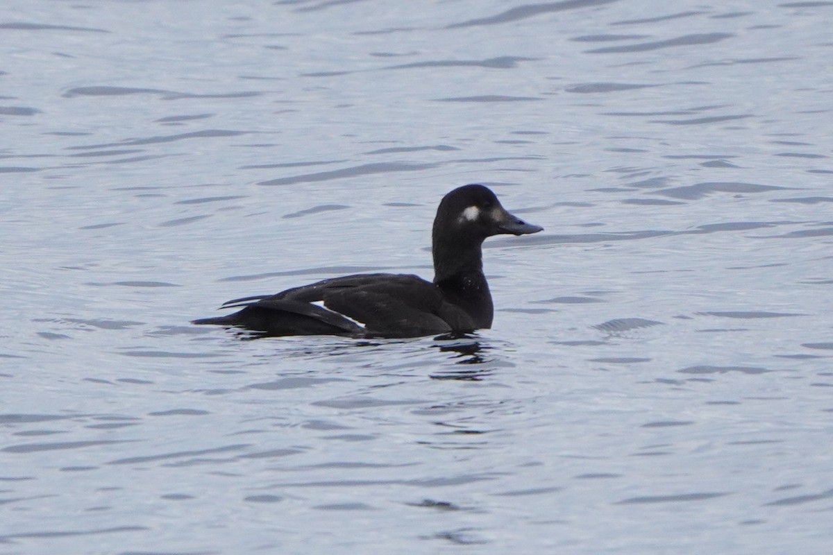 Macreuse brune - ML644369489