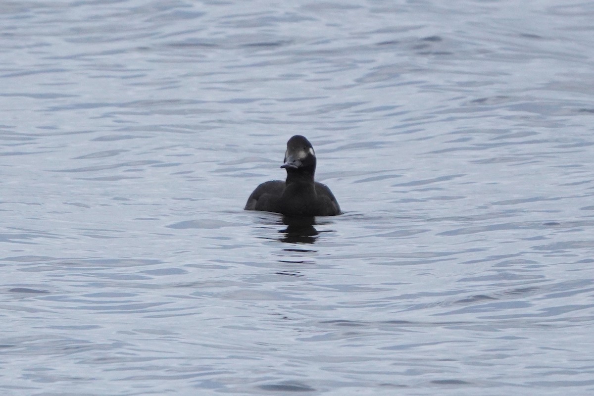 Macreuse brune - ML644369490