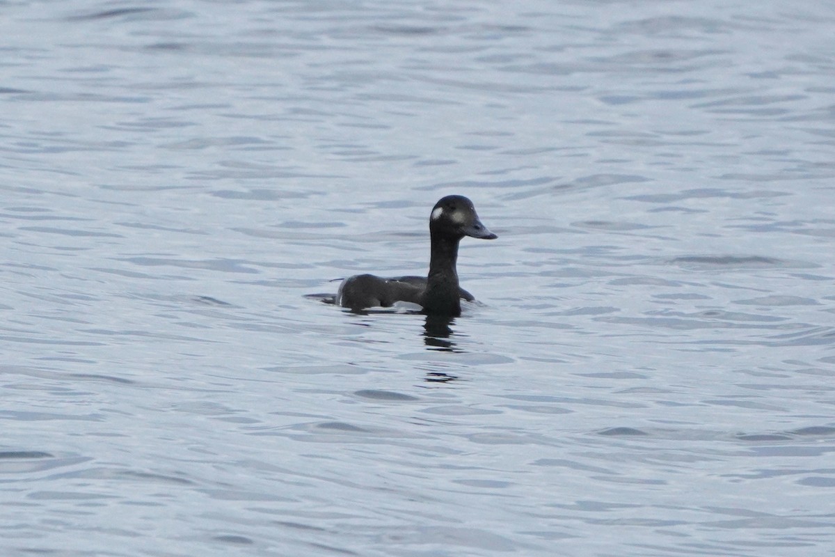 Macreuse brune - ML644369491