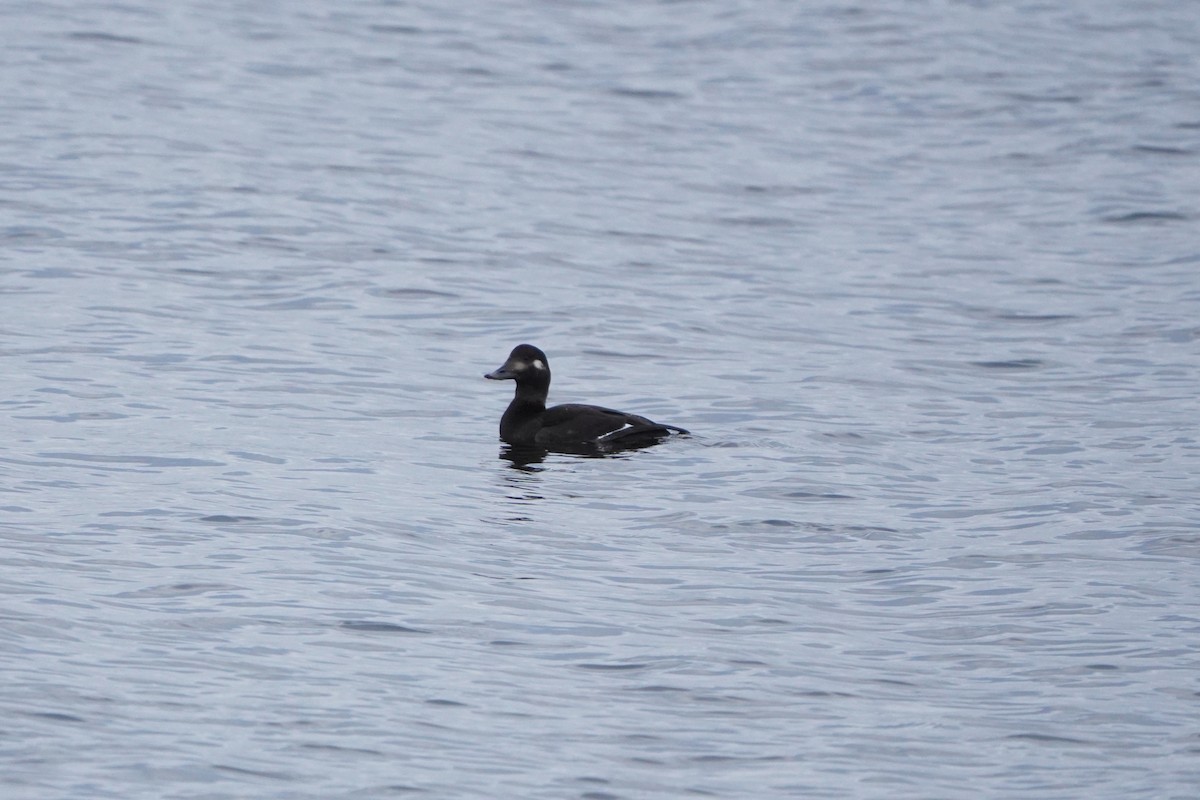 Macreuse brune - ML644369492