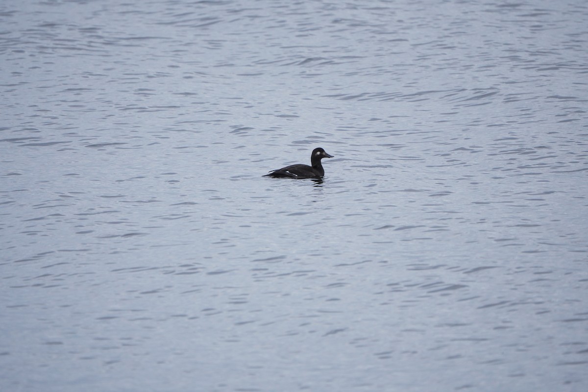 Macreuse brune - ML644369493