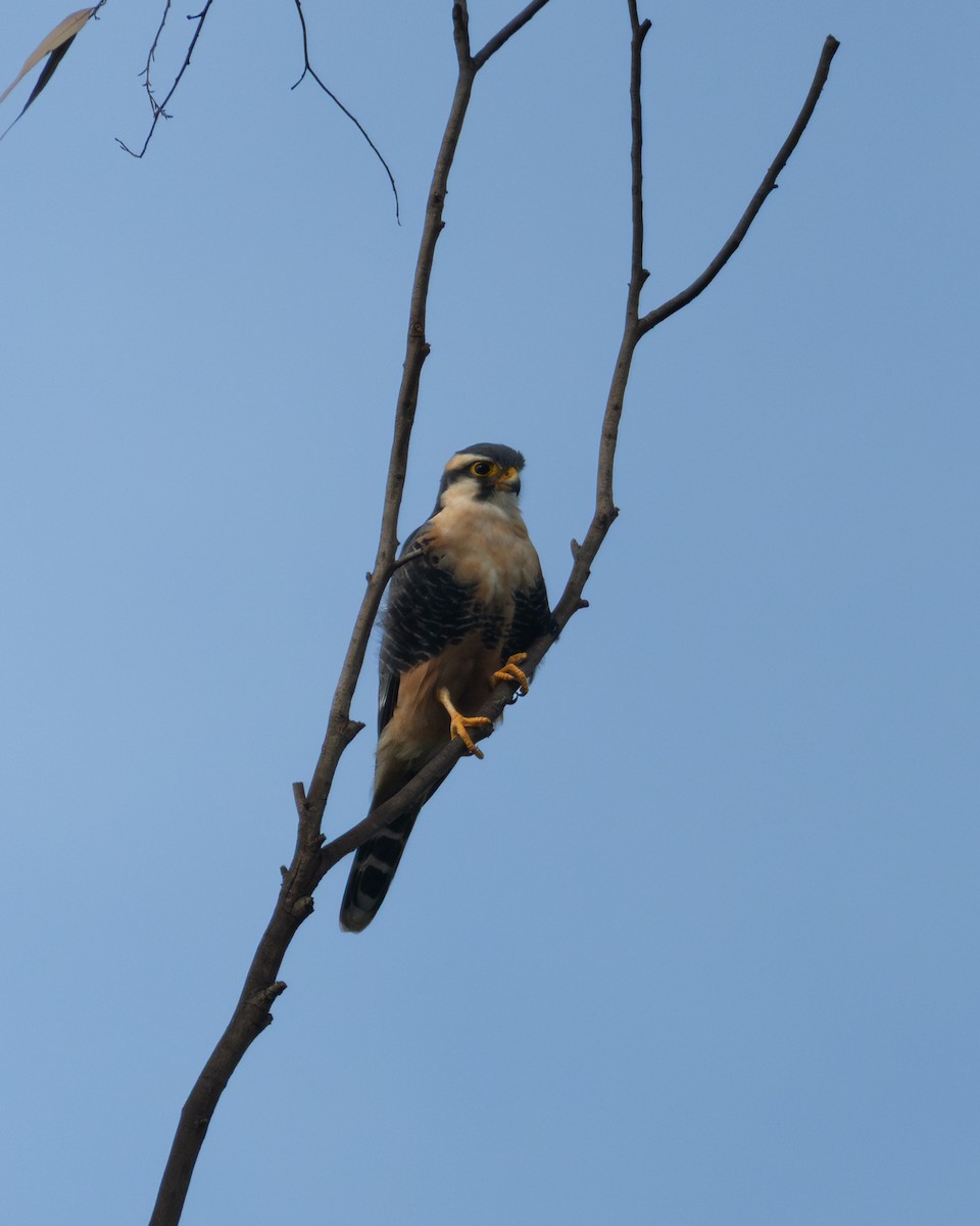 Belatz galtzaduna - ML644369494