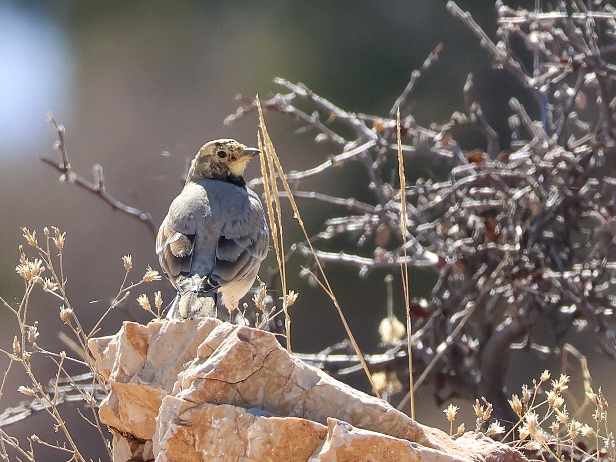 ハマヒバリ - ML644369500