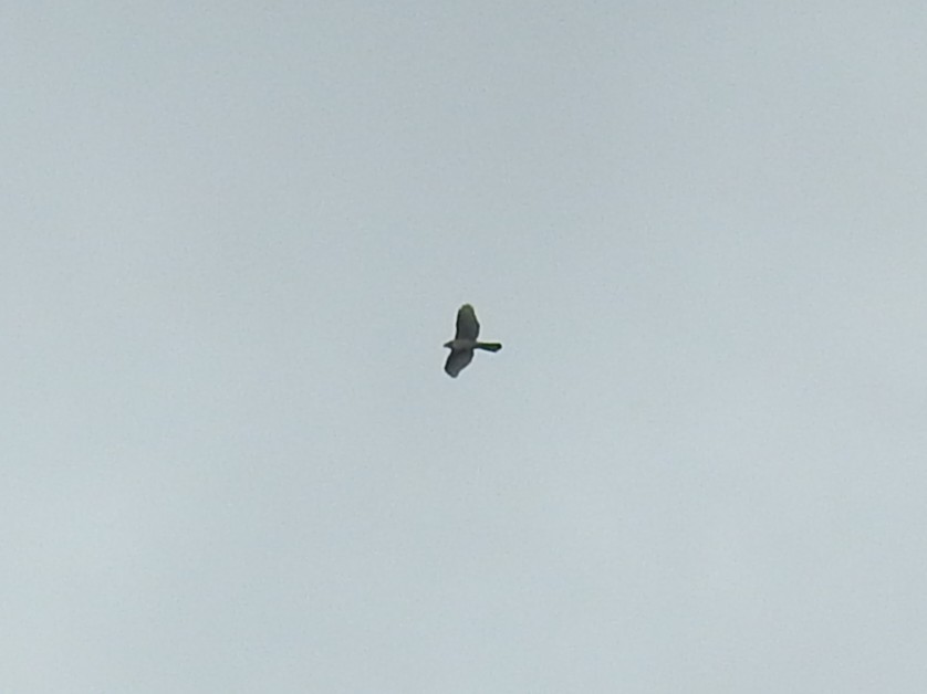 American Goshawk - ML644369503