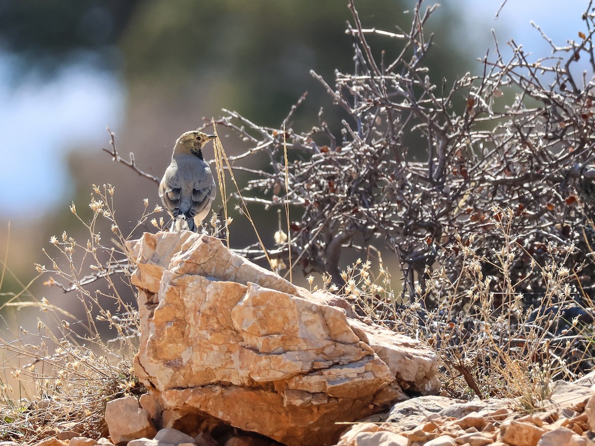 ハマヒバリ - ML644369508