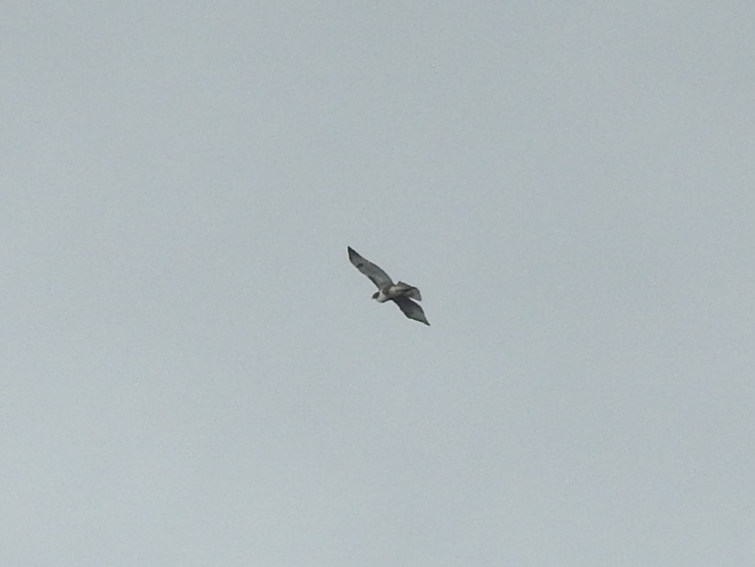 Red-tailed Hawk - ML644369509