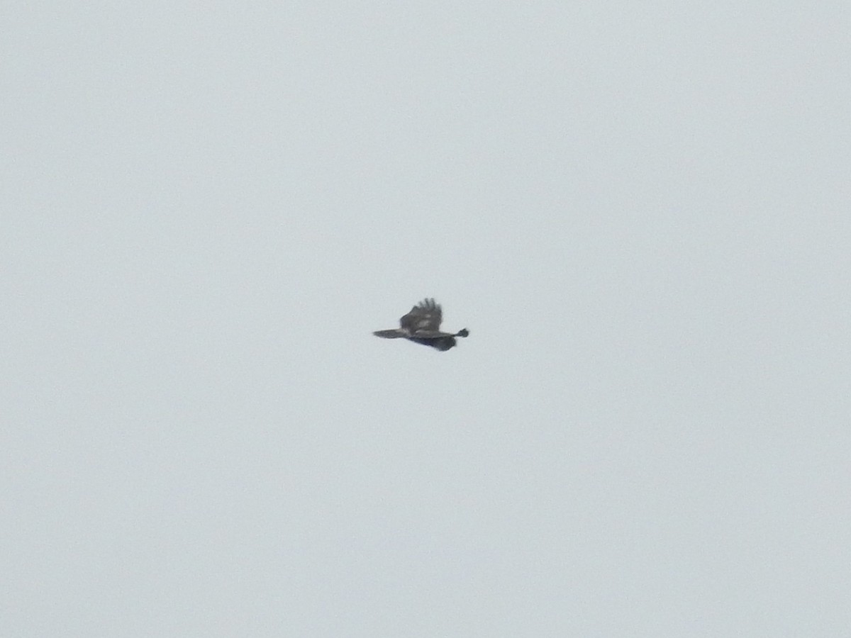 Red-tailed Hawk - ML644369510