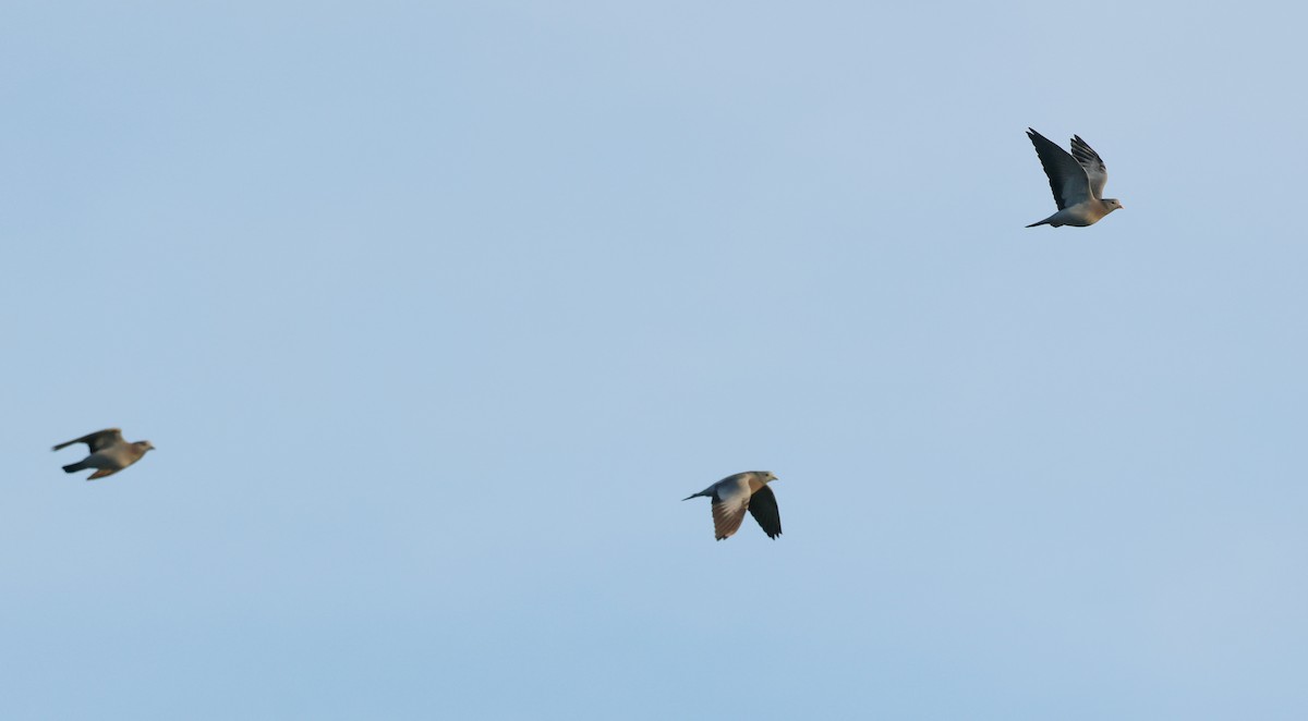 skogdue - ML644369516