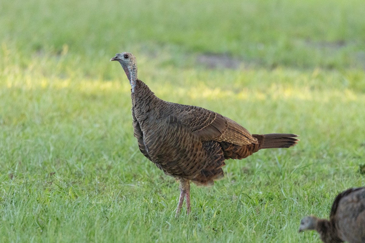 kalkun - ML644369517