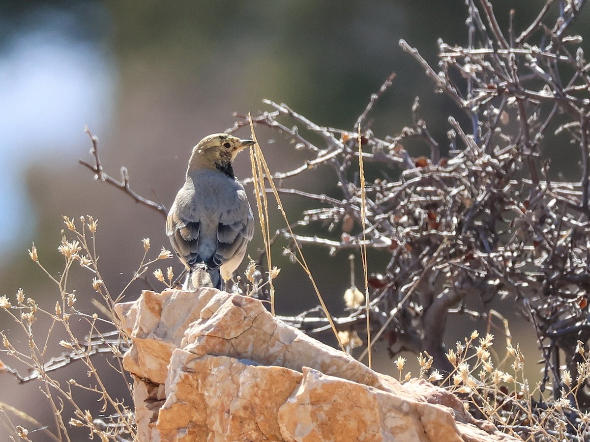 ハマヒバリ - ML644369518