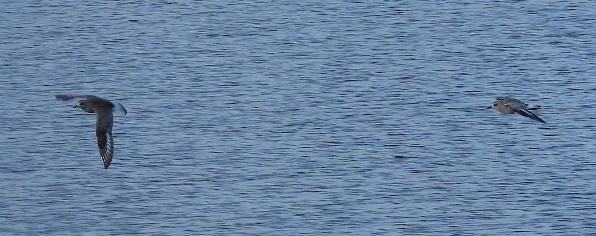 kulík bledý - ML644369520