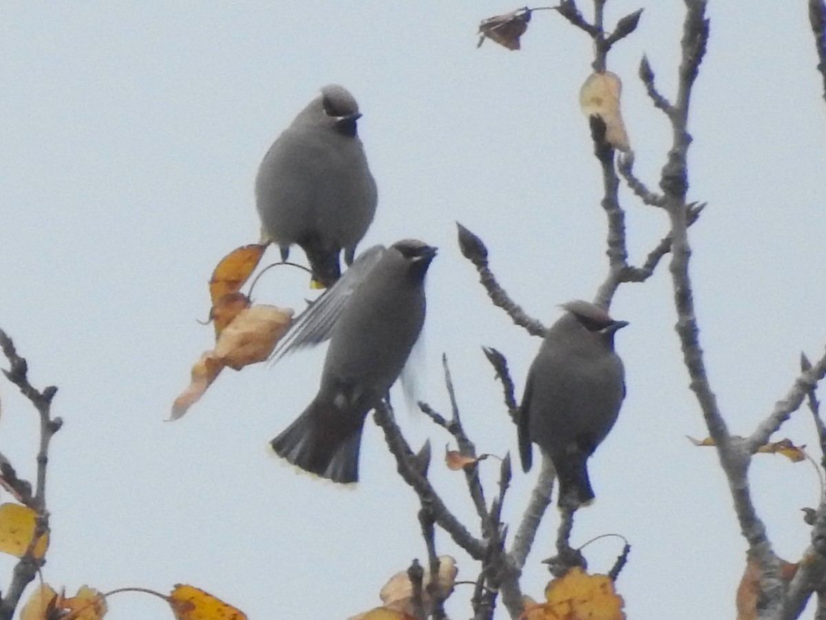 黃連雀 - ML644369528