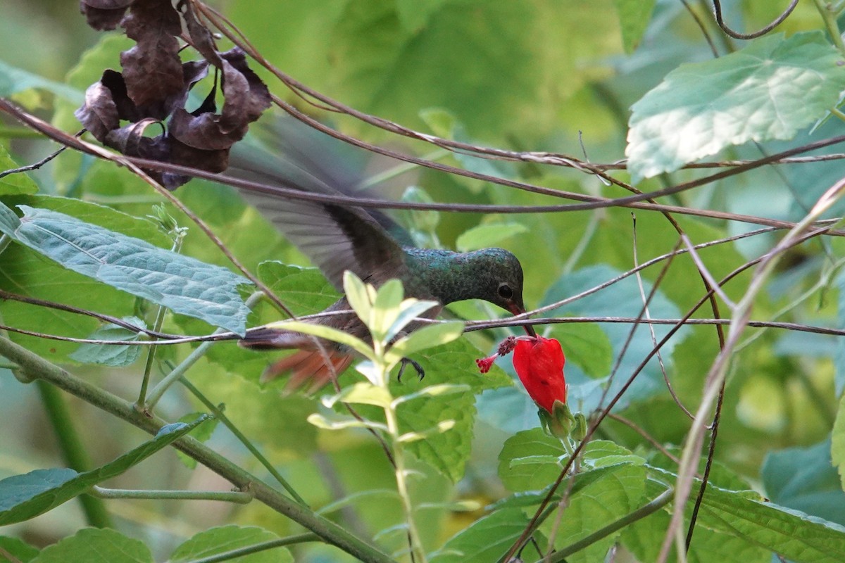 yucatánkolibri - ML644369534