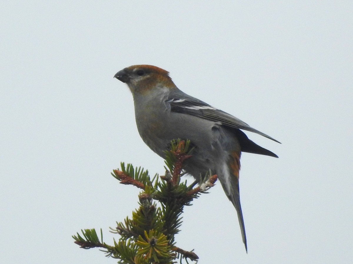 Смеречник тайговий - ML644369536