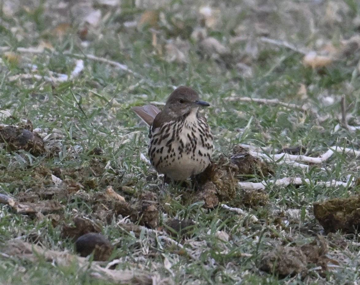 brunspottefugl - ML644369552