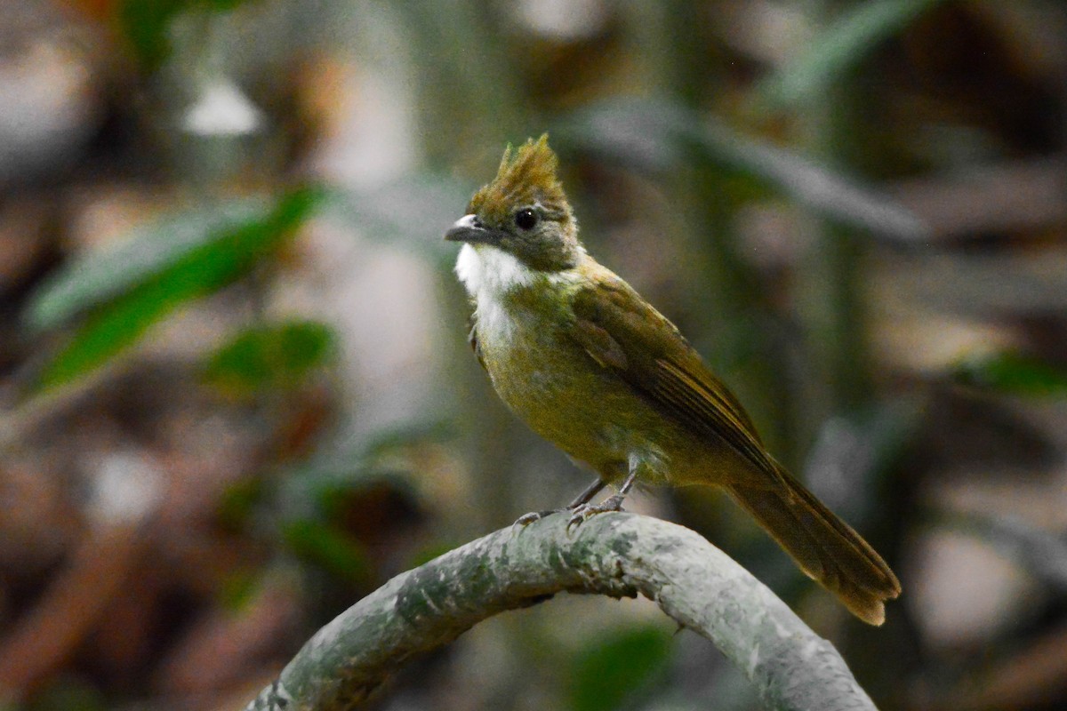 Bulbul ocré - ML644369576