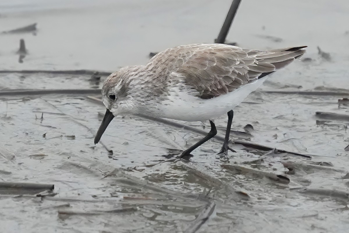 beringsnipe - ML644369582