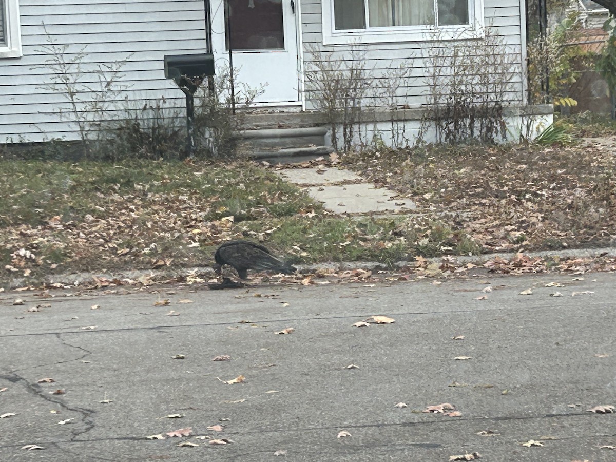 Turkey Vulture - ML644369583