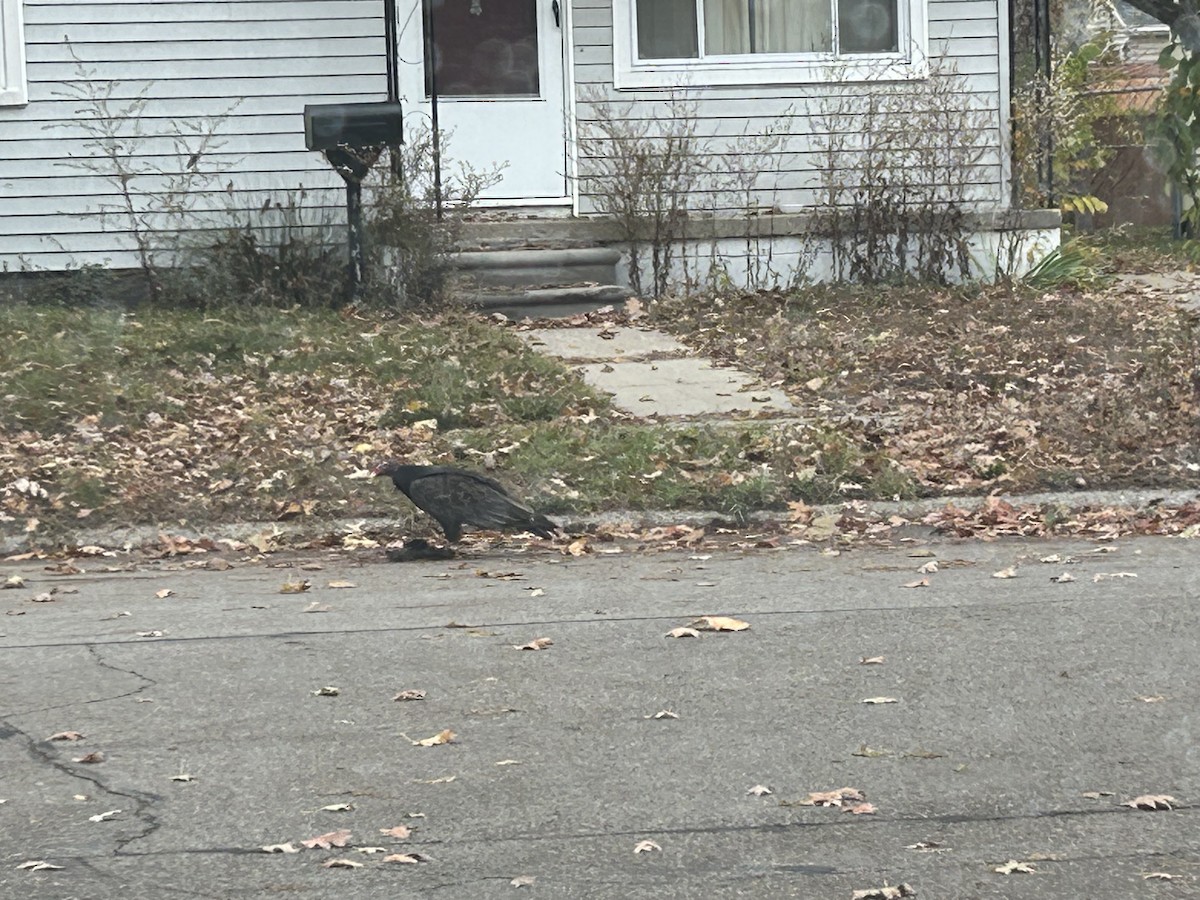 Turkey Vulture - ML644369584