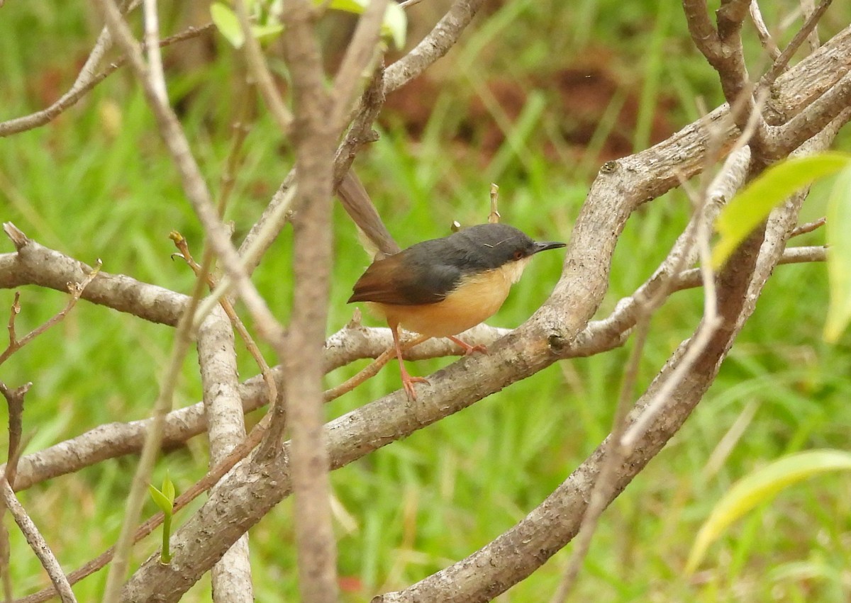 Prinia Cenicienta - ML644369597