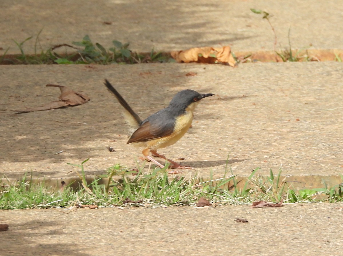 Prinia Cenicienta - ML644369598