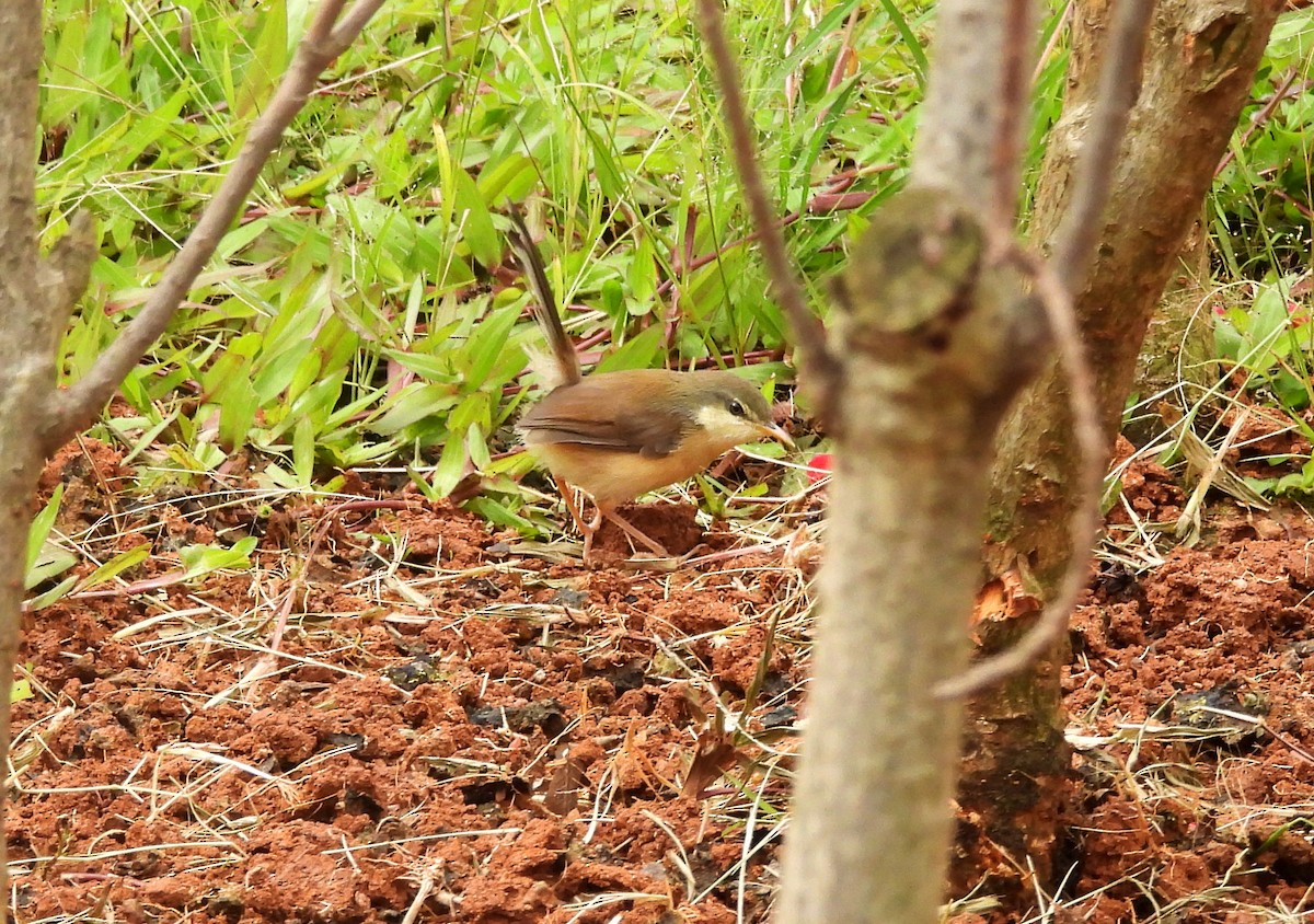 Prinia Cenicienta - ML644369599