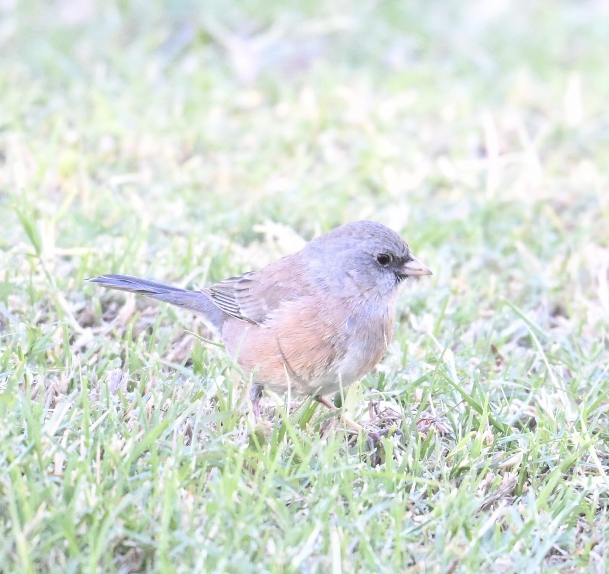 Dark-eyed Junco (Pink-sided) - ML644369601