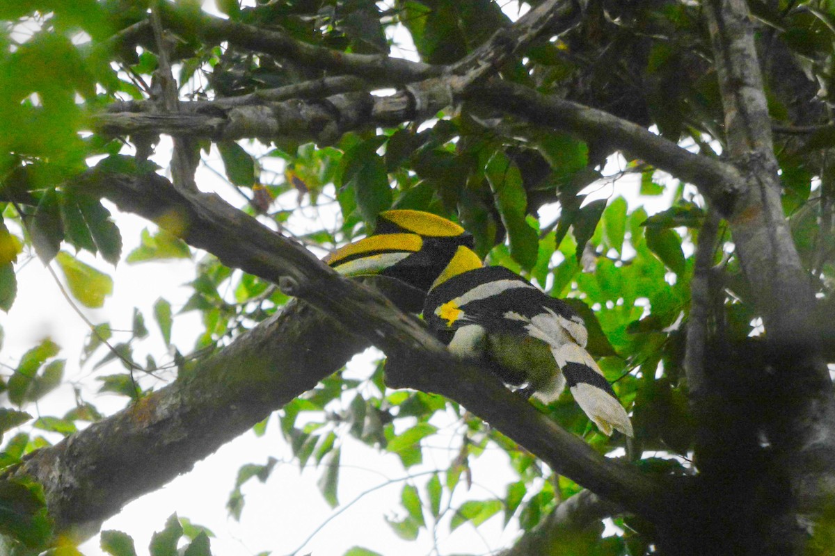 Great Hornbill - ML644369603