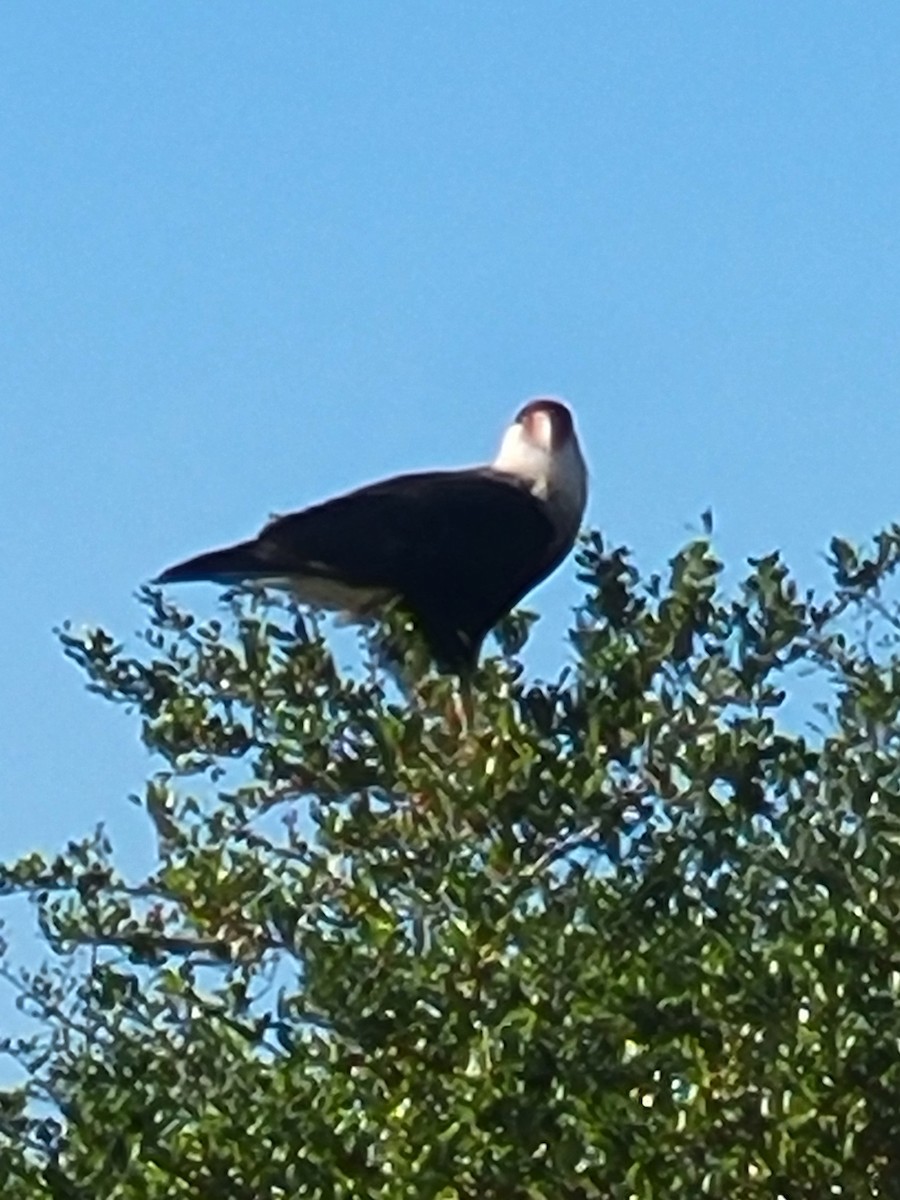 Crested Caracara - ML644369606