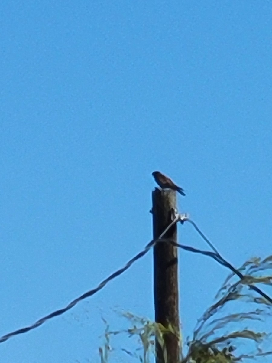 American Kestrel - ML644369614