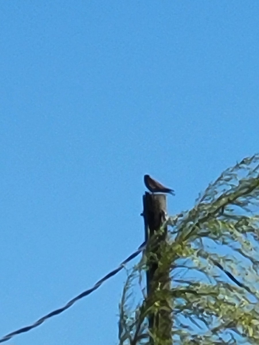 American Kestrel - ML644369615
