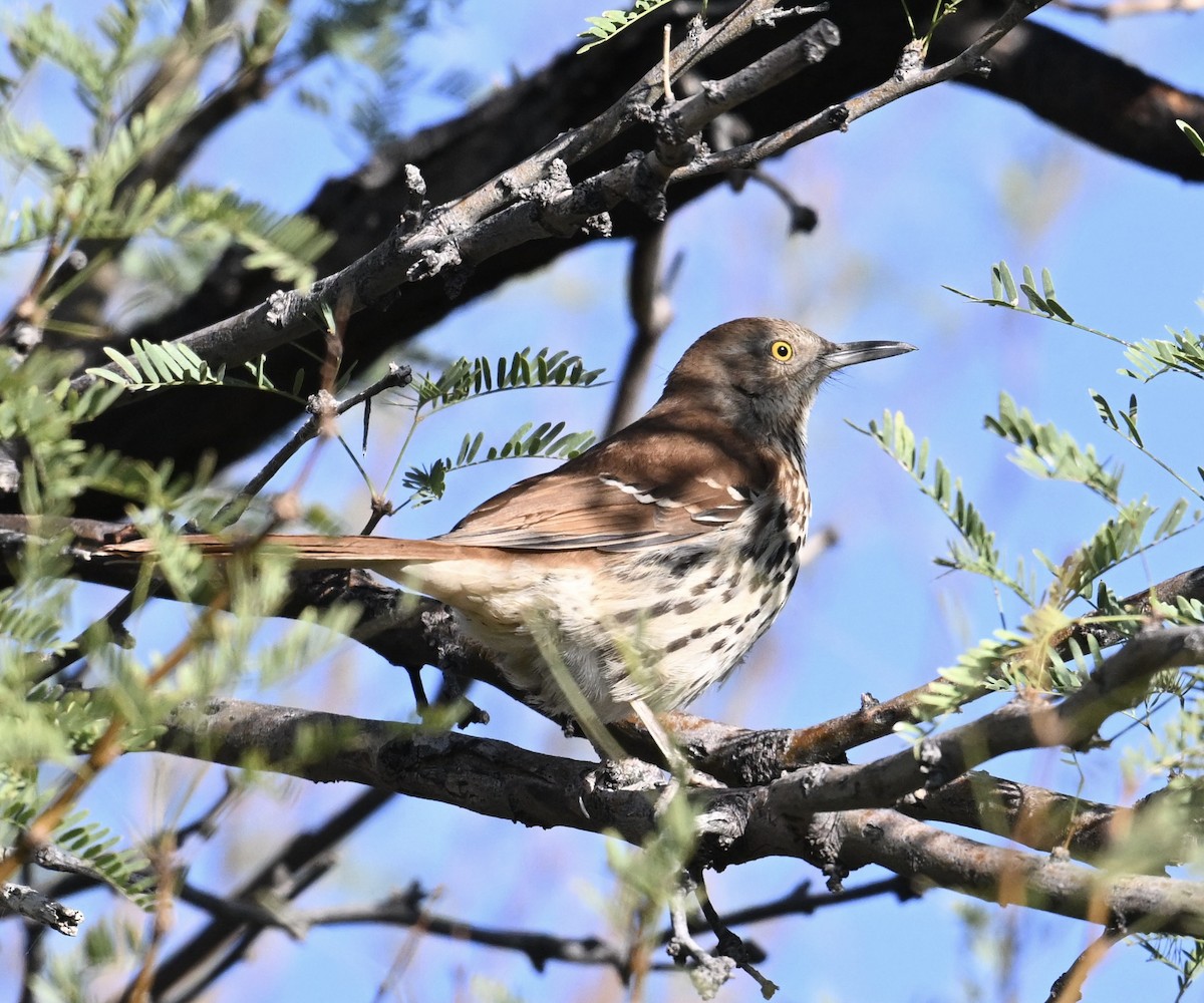 brunspottefugl - ML644369624