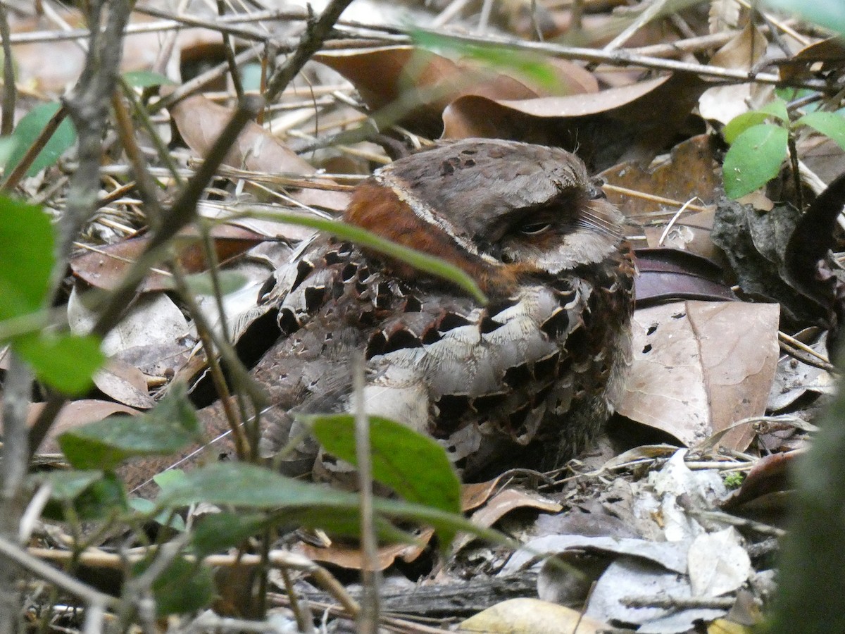 Collared Nightjar - ML644369633