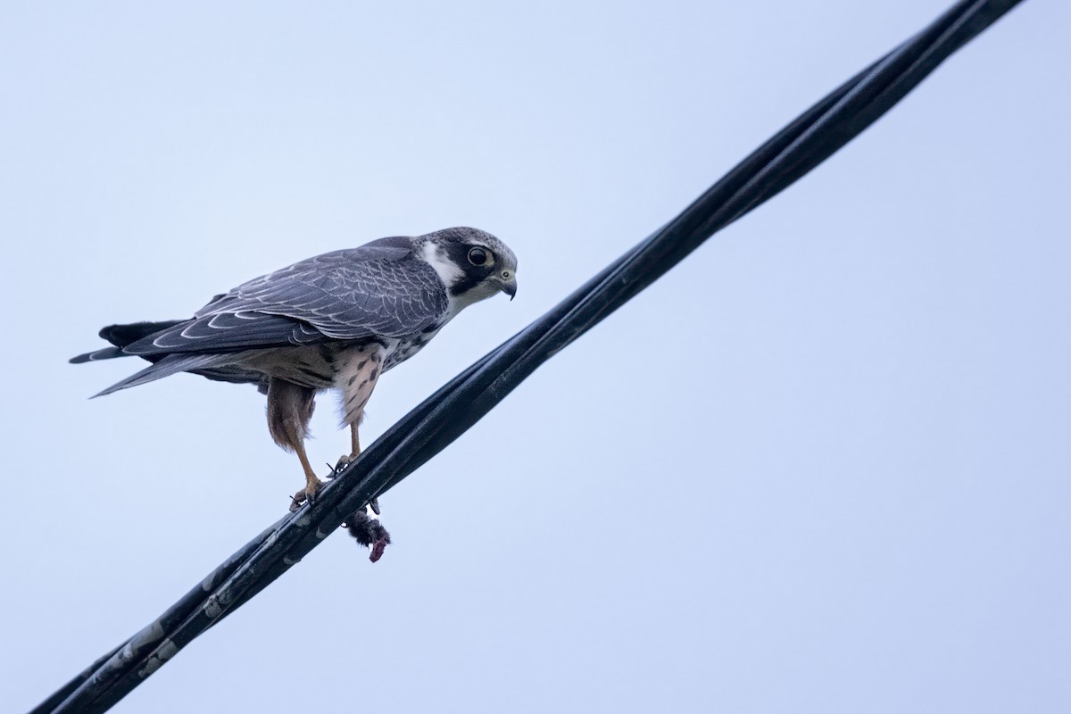 Eurasian Hobby - ML644369634