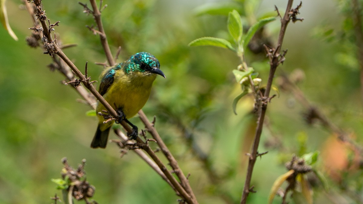 Collared Sunbird - ML644369635