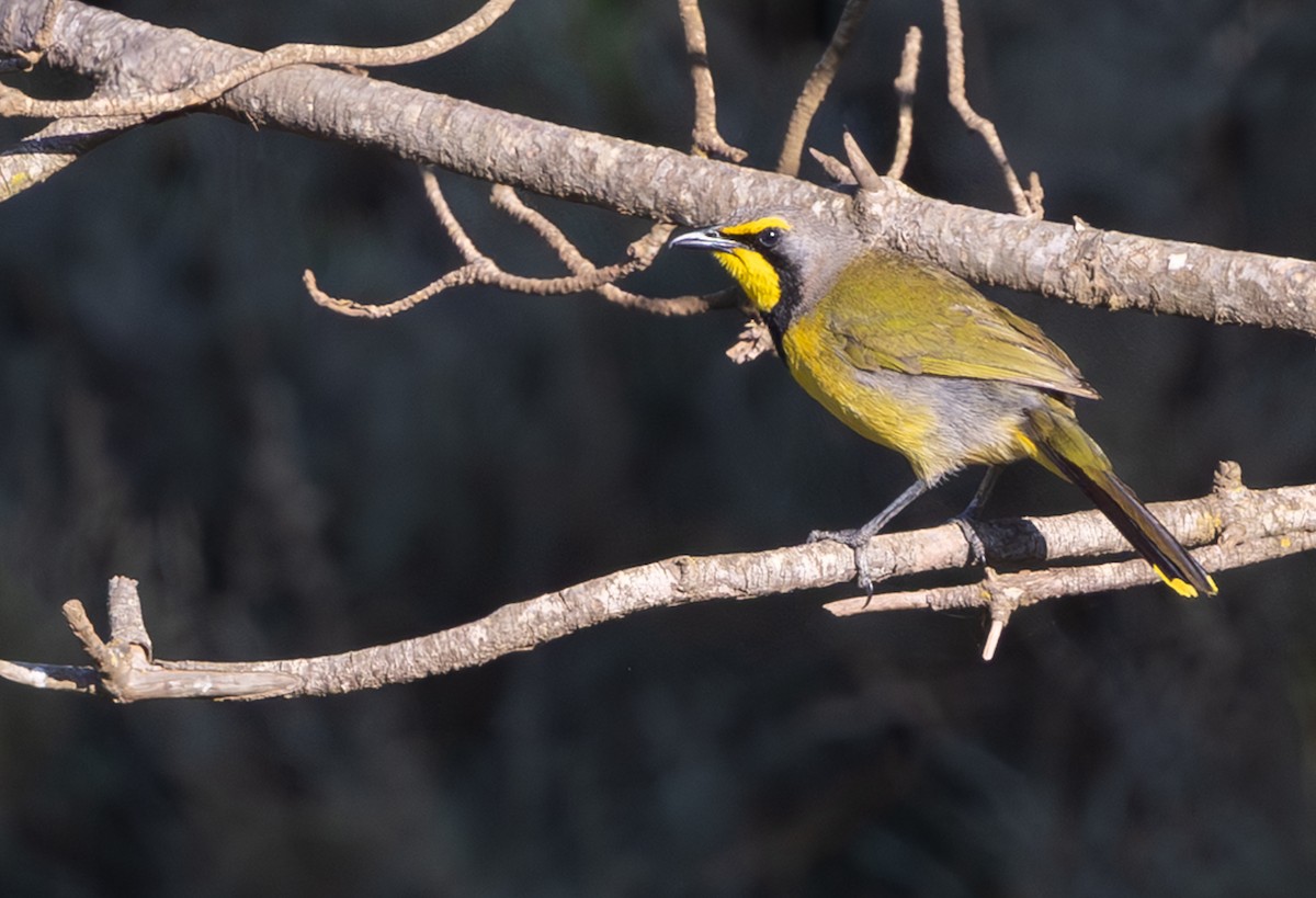 Gonolek bacbakiri - ML644369638