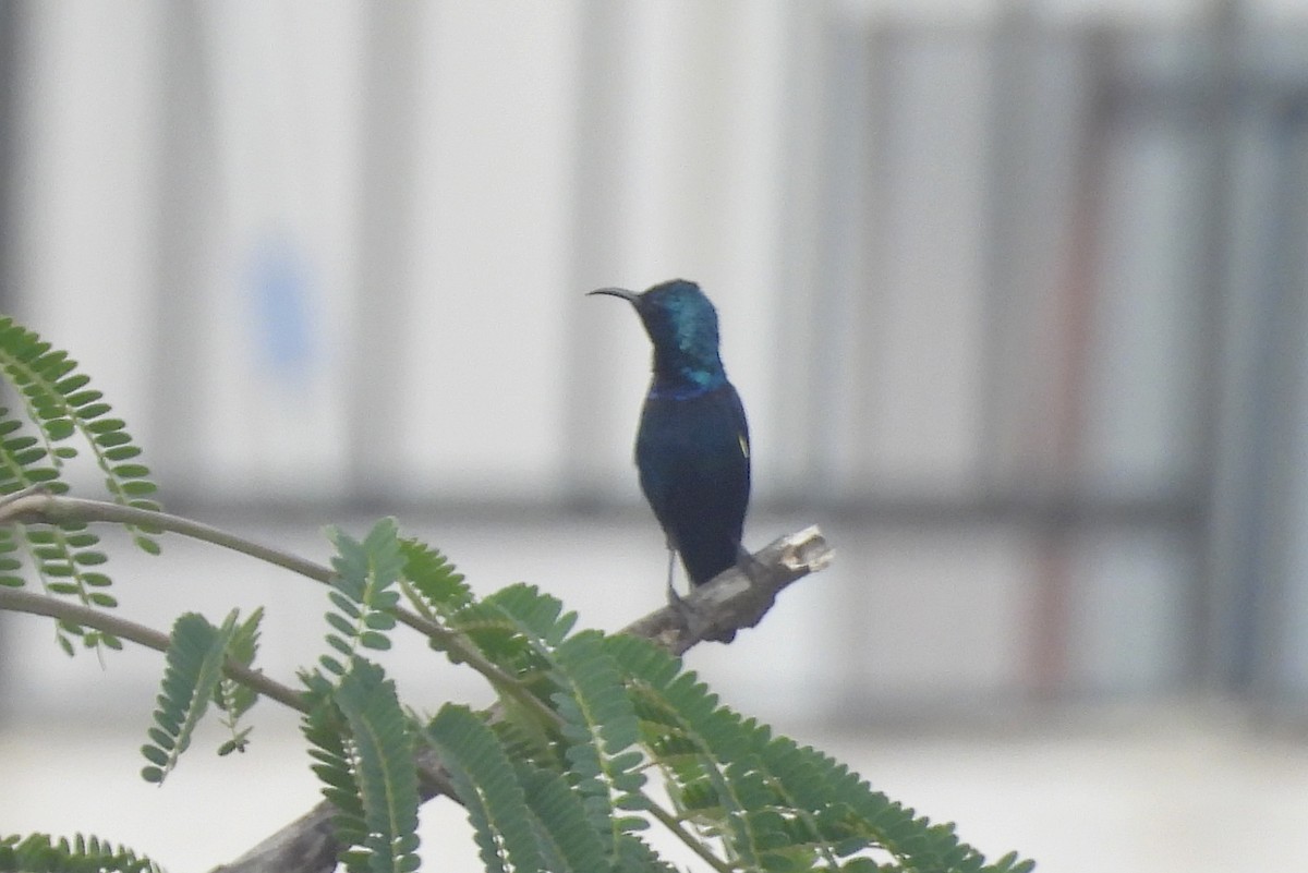 Purple Sunbird - ML644369639