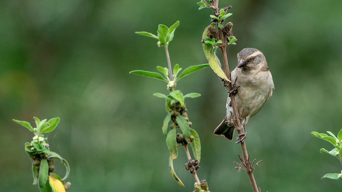 Moineau roux - ML644369641