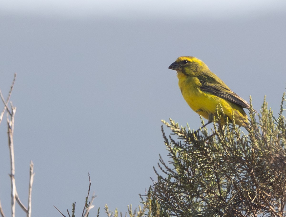 キイロカナリア - ML644369647