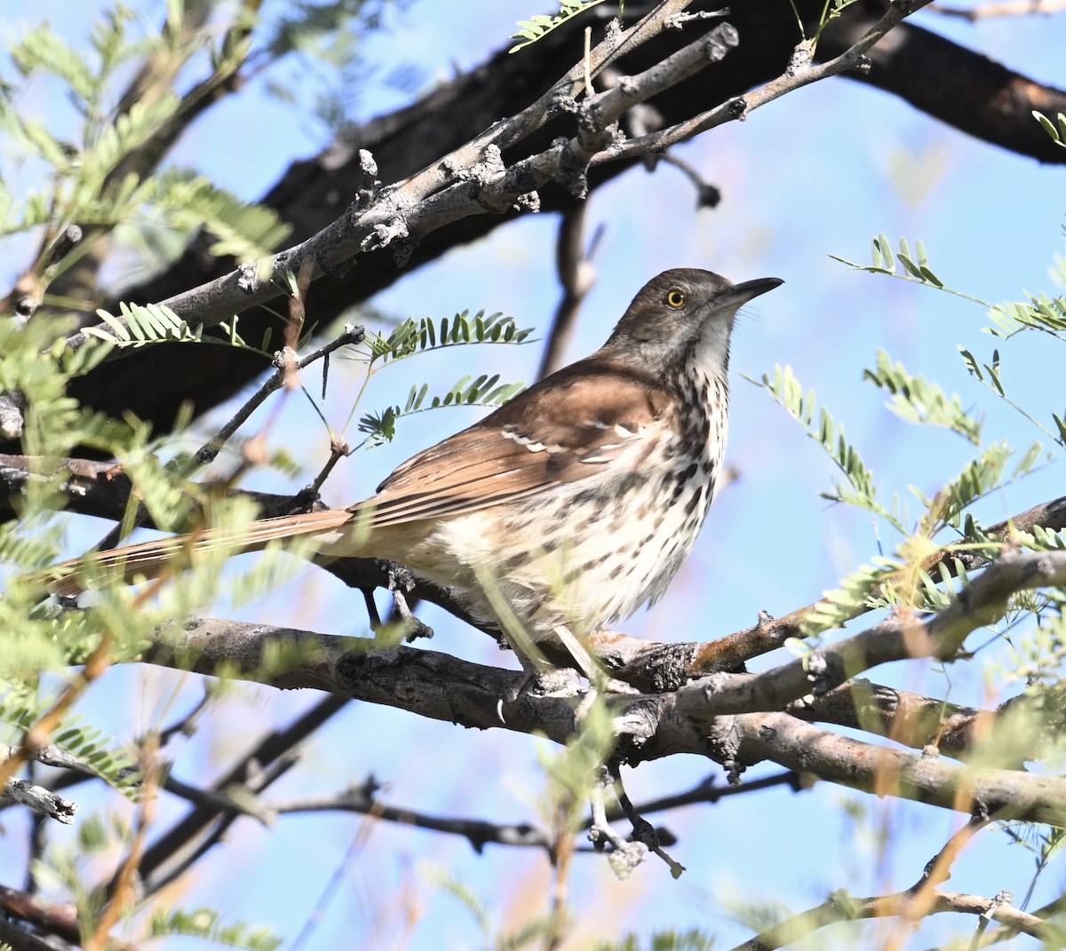 brunspottefugl - ML644369650