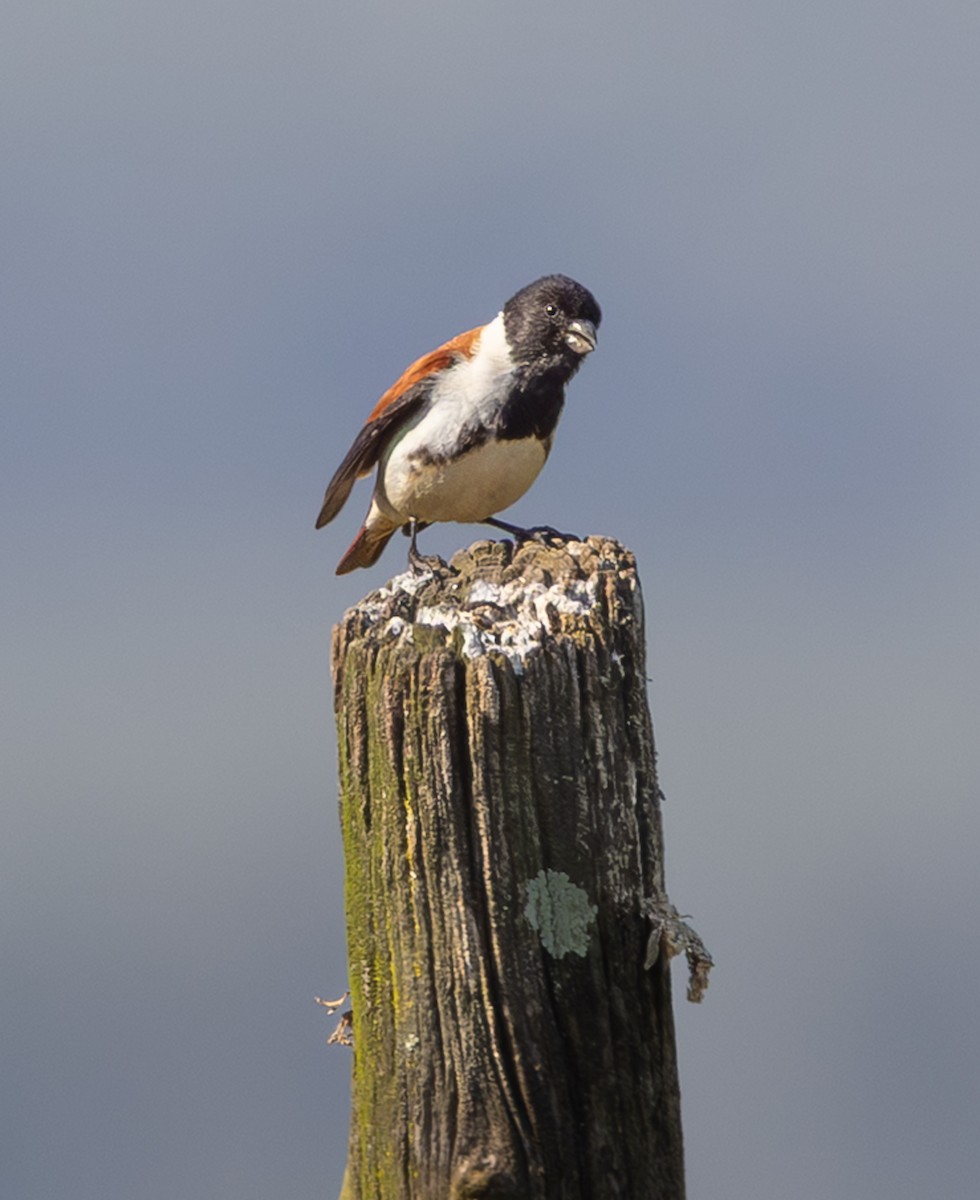 Black-headed Canary - ML644369651