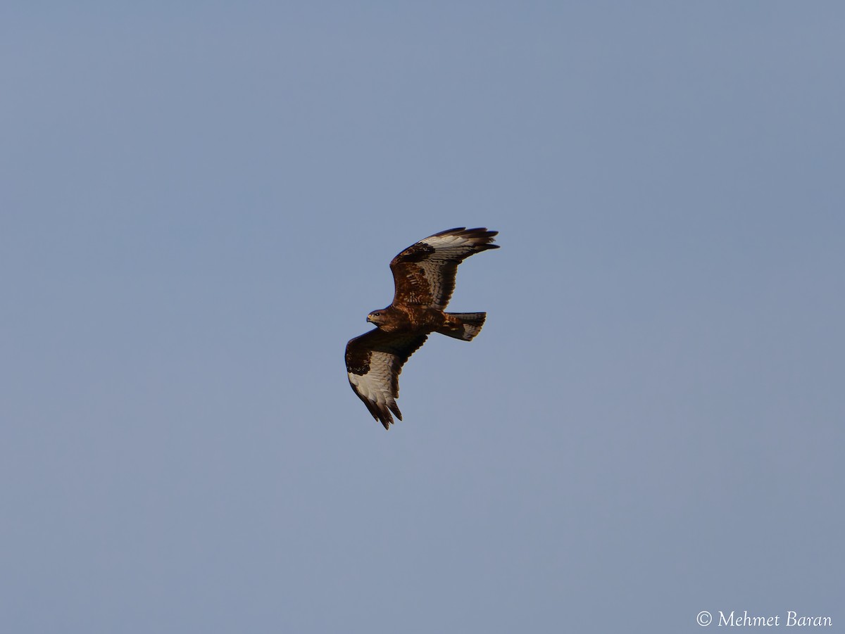 Long-legged Buzzard - ML644369674
