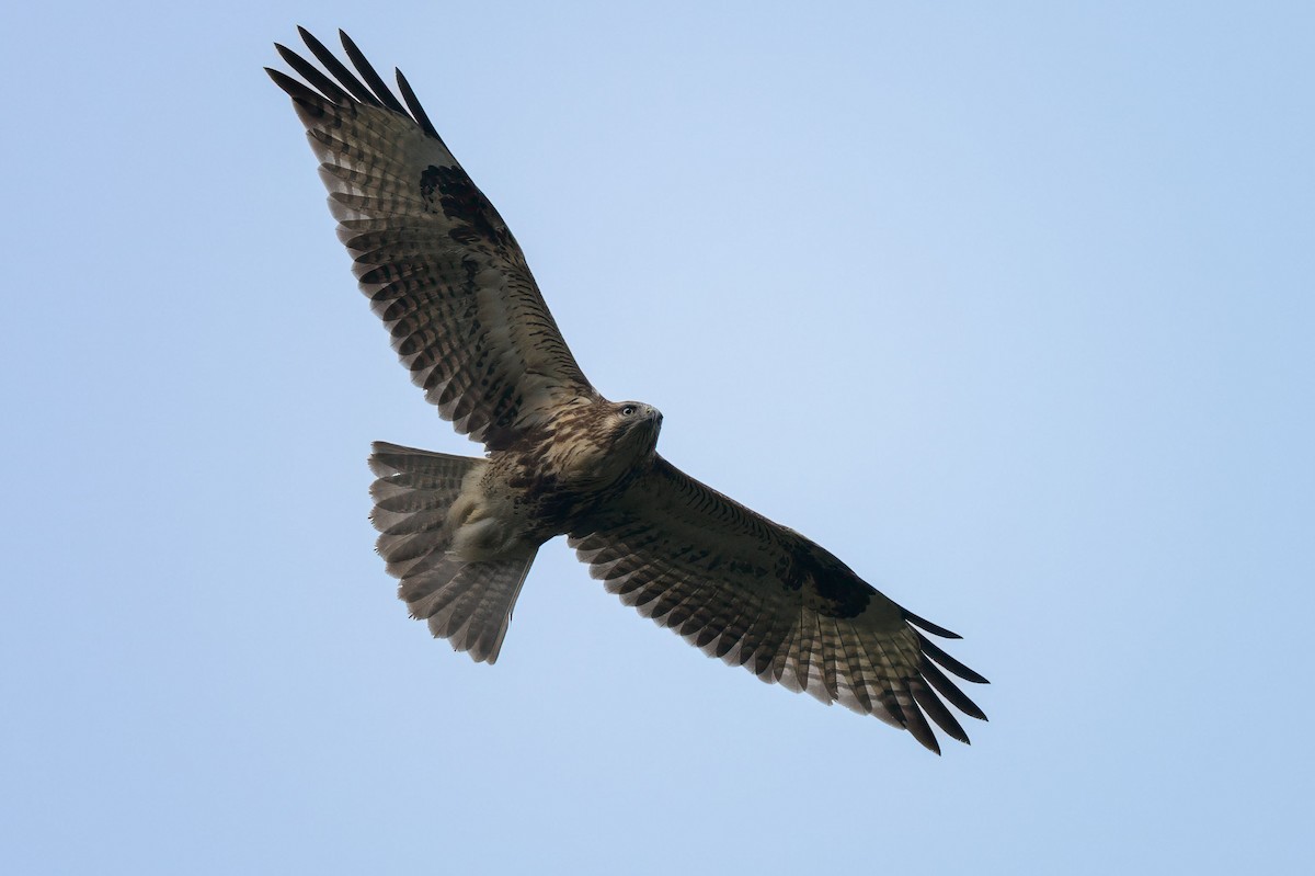 Eastern Buzzard - ML644369676