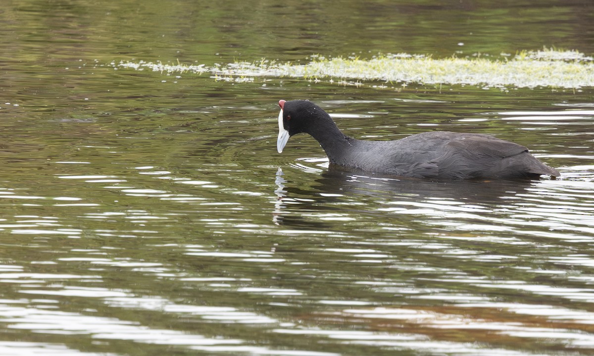 Red-knobbed Coot - ML644369690