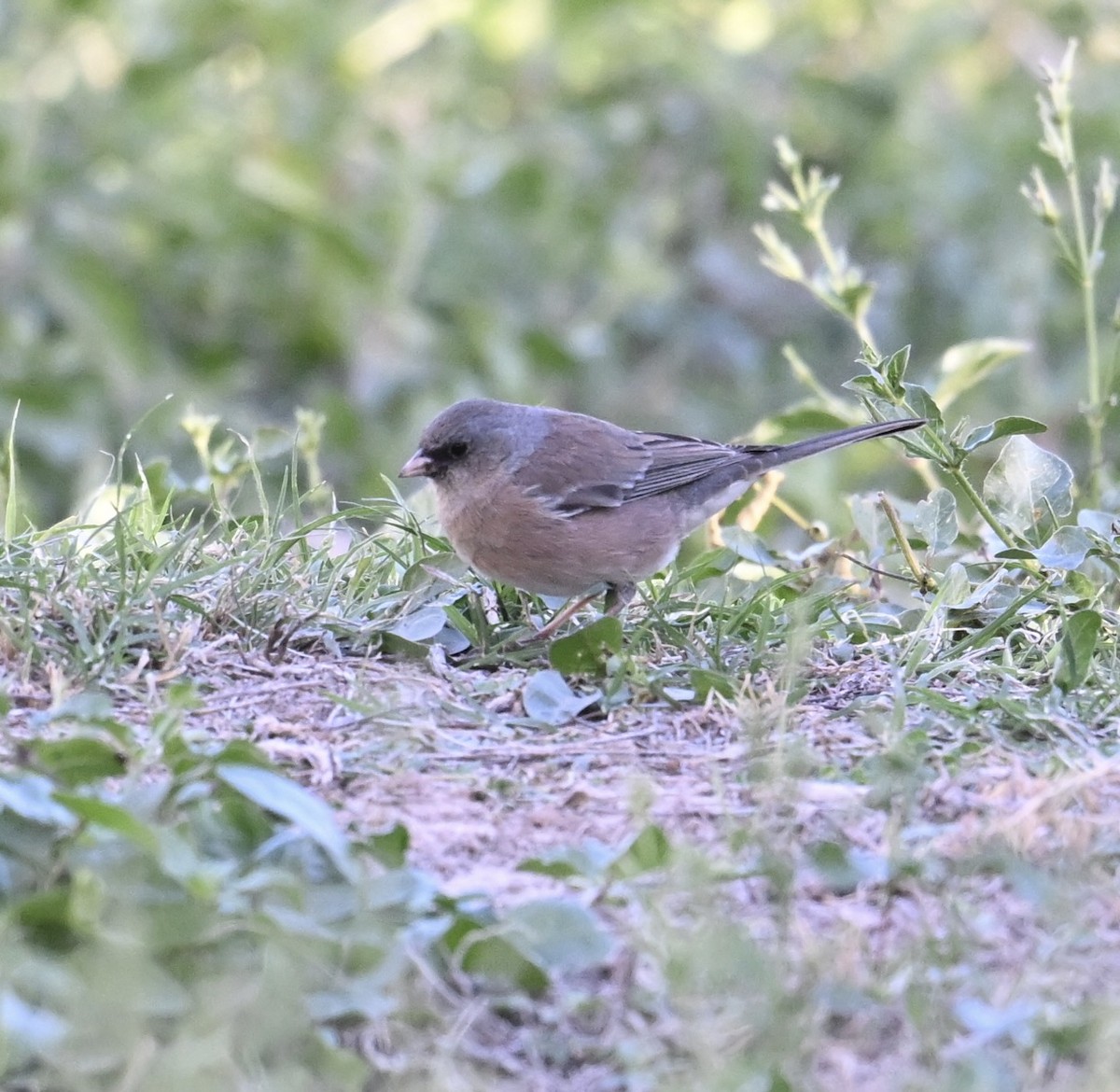 Dark-eyed Junco (Pink-sided) - ML644369695