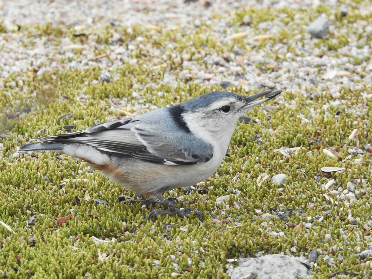 White-breasted Nuthatch - ML644369699