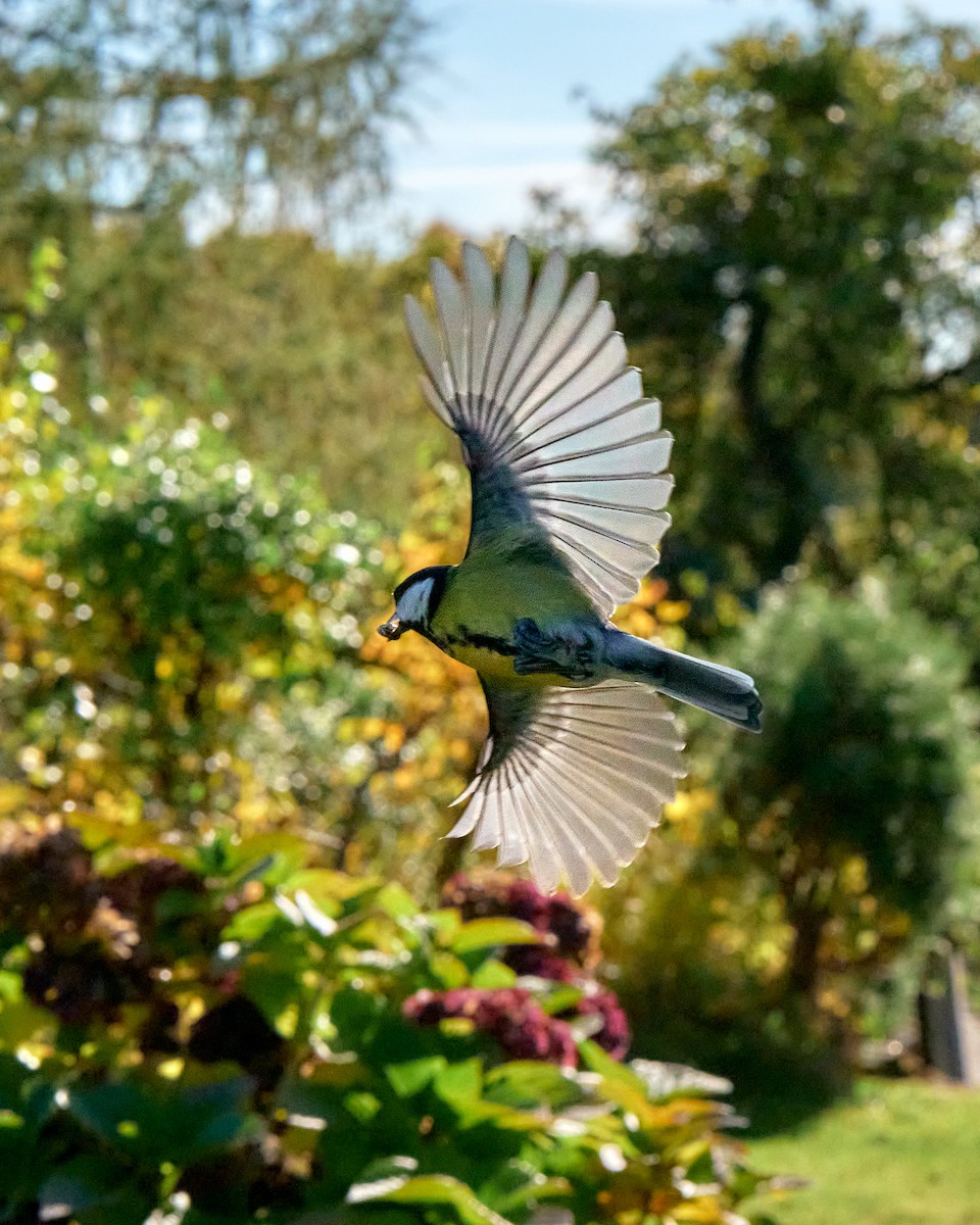 Great Tit - ML644369704