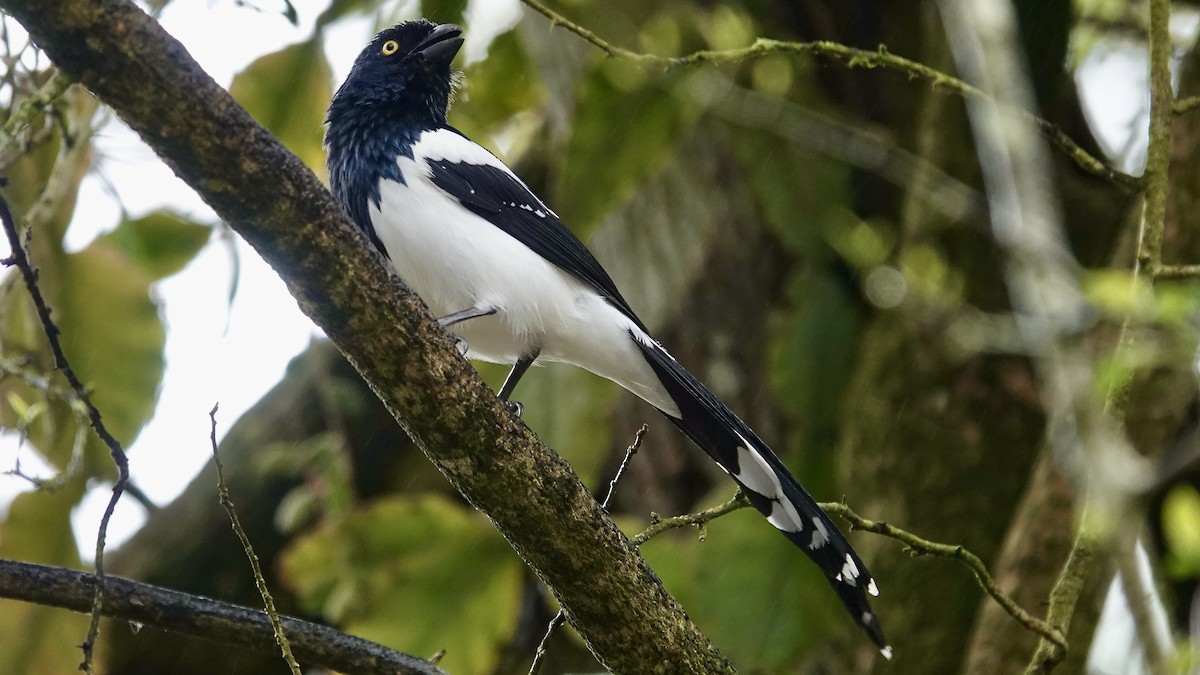 Magpie Tanager - ML644369705