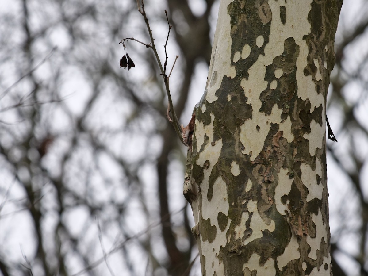 Eastern Screech-Owl - ML644369707