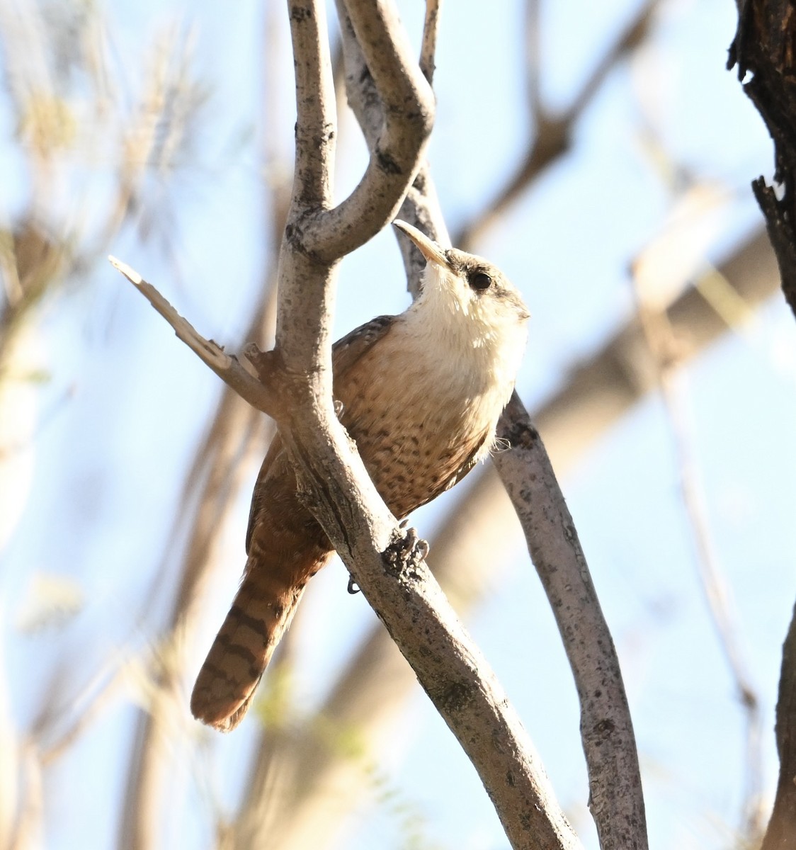 Schluchtenzaunkönig - ML644369708